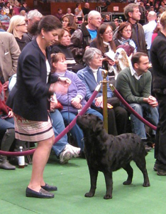 Westminster Kennel Club 2011